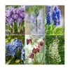 Blue Friends Collection | Pack of 50 Bulbs
