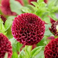 Dahlia 'Jowey Mirella' Bulb | Top Size