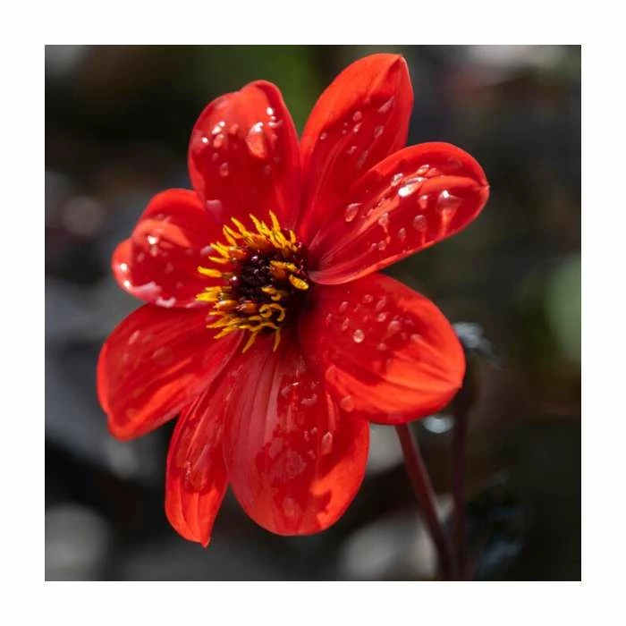 Dahlia 'Bishop of Llandaff' Bulb | Top Size
