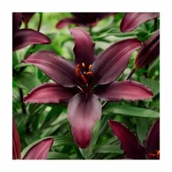 Lilium 'Blacklist' Bulb | Top Size | Asiatic Lily