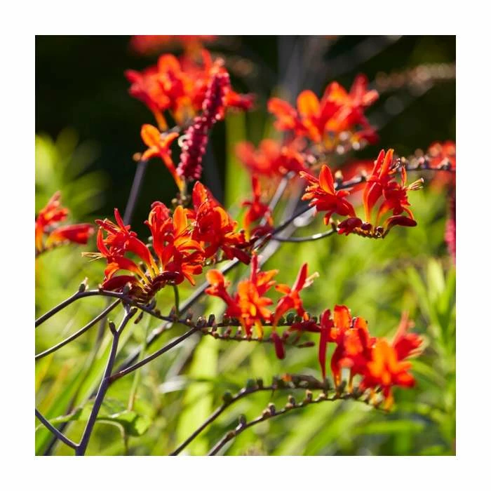 10 Crocosmia 'Lucifer' Bulbs | Top Size