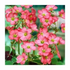 10 Oxalis deppei 'Iron Cross' Bulbs | Top Size | Good Luck Plant