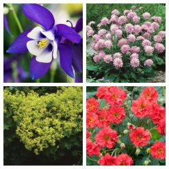 Early Spring Perennials Collection | 4 x 10.5cm Pots