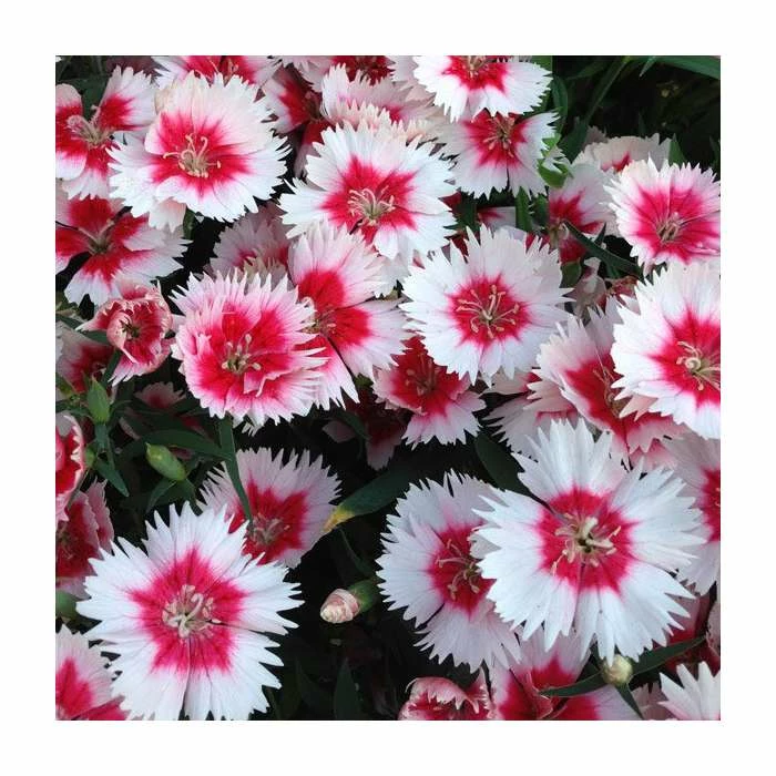 Dianthus Cocktail 'Cherry Daiquiri' | 2L Pot