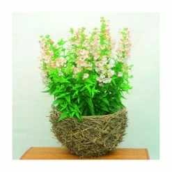 Penstemon 'Phoenix Appleblossom' | 3L Pot