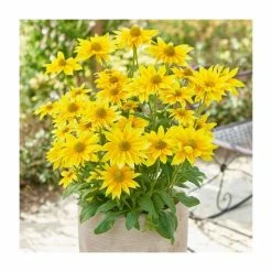 Rudbeckia 'Summerdaisies Green Sun' | Rudbeckia X Gaillardia | 3L Pot
