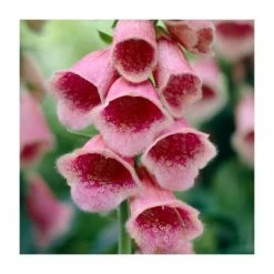Digitalis mertonensis 'Summer King' | 10.5cm Pot