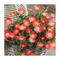 Delosperma 'Jewel of Desert Topaz' | 10.5cm Pot