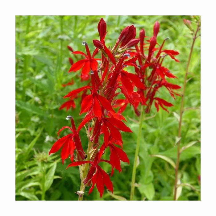 3x Cardinal Flower - Lobelia cardinalis - 9cm Pots