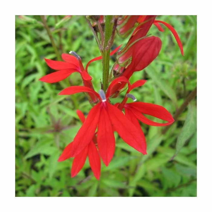 3x Cardinal Flower - Lobelia cardinalis - 9cm Pots - Image 2