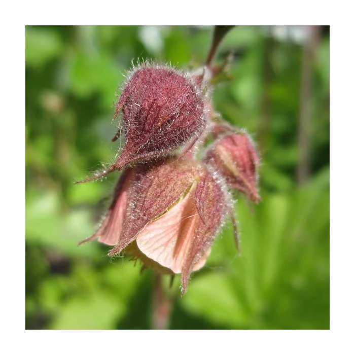 Water Avens | Geum rivale 'Leonard's Variety'