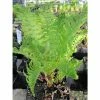 3x Shuttlecock Fern Matteuccia struthiopteris - 9cm Pots