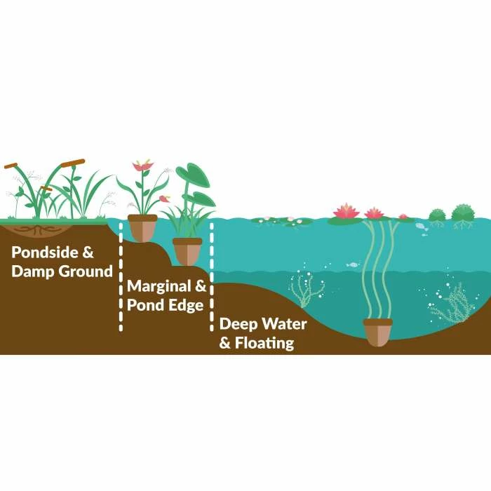 Queen Victoria | Lobelia fulgens - Image 3