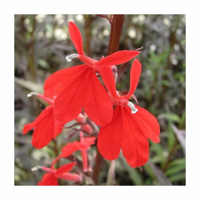 Queen Victoria | Lobelia fulgens - Image 2