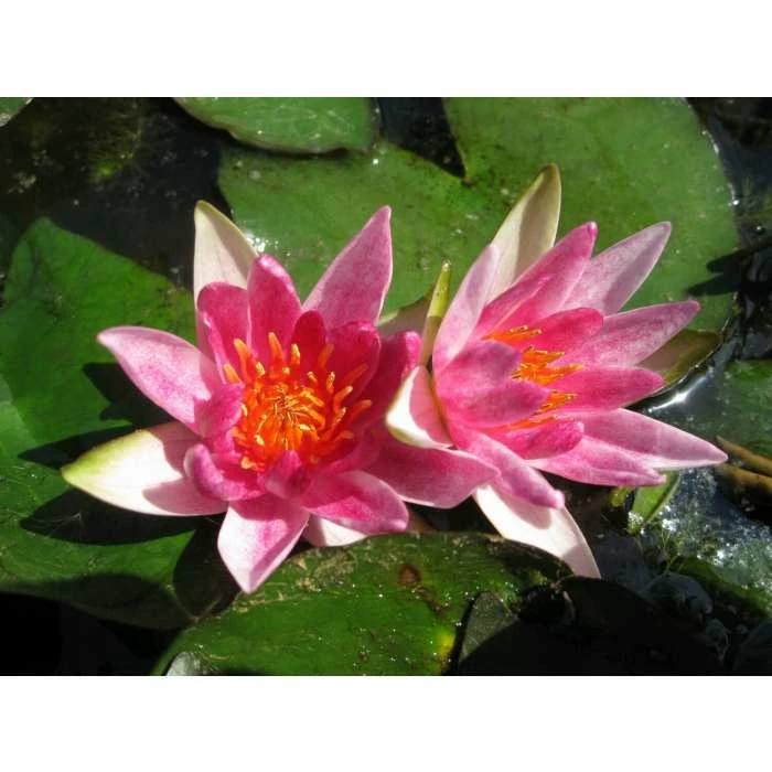 Nymphaea pygmaea 'Rubra' | Water Lily - Image 3