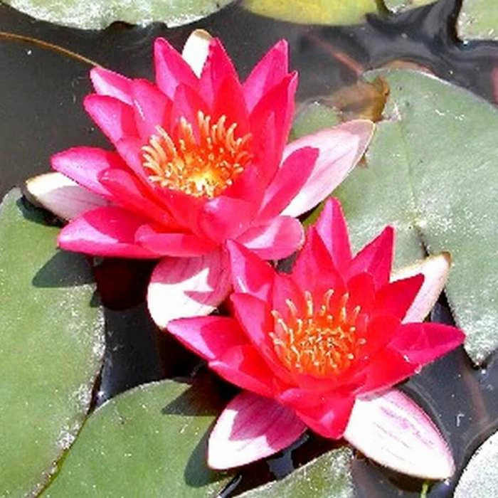 Nymphaea pygmaea 'Rubra' | Water Lily