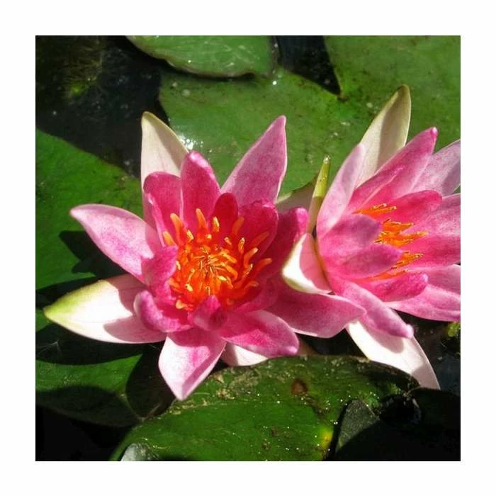 Nymphaea pygmaea 'Rubra' | Water Lily - Image 2