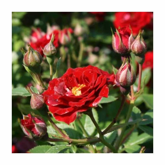 Peter Pan' Bush Rose - 4L Pot - Image 3