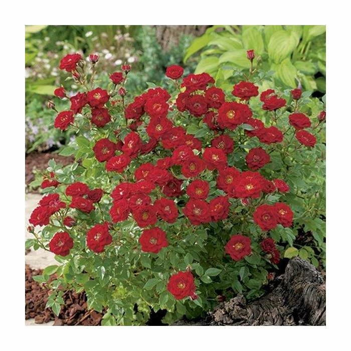 Peter Pan' Bush Rose - 4L Pot - Image 2