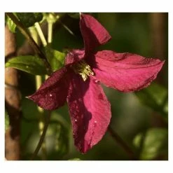 50-90cm Clematis 'Niobe' - 3L Pot