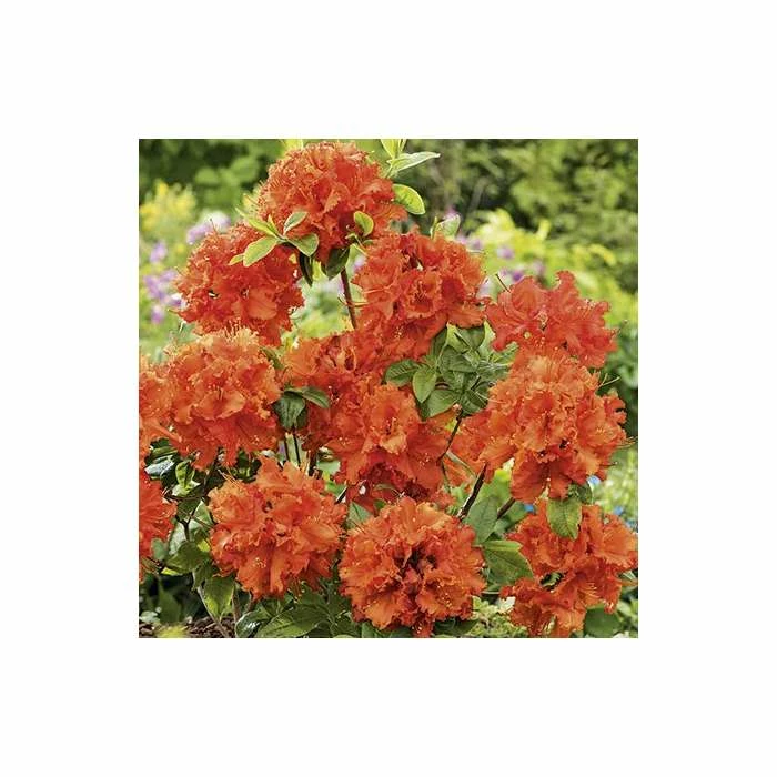 2ft Deciduous Azalea 'Gibraltar' | 5L Pot - Image 2
