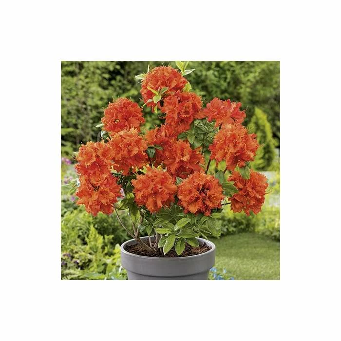 2ft Deciduous Azalea 'Gibraltar' | 5L Pot