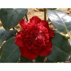 3ft Camellia 'Ruby Wedding' | 4L | Camellia x williamsii