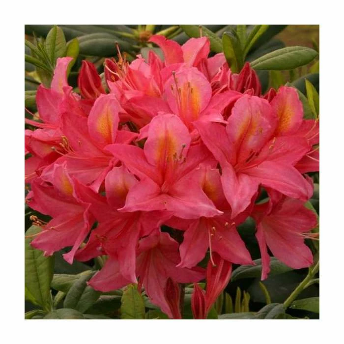 2ft Deciduous Azalea 'Jolie Madame' | 5L Pot