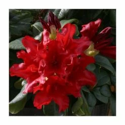 1ft Dwarf Rhododendron 'Elizabeth Hobbie' | 3L Pot