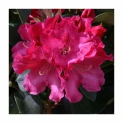 1ft Dwarf Rhododendron 'Gartendirector Glocker' | 3L Pot
