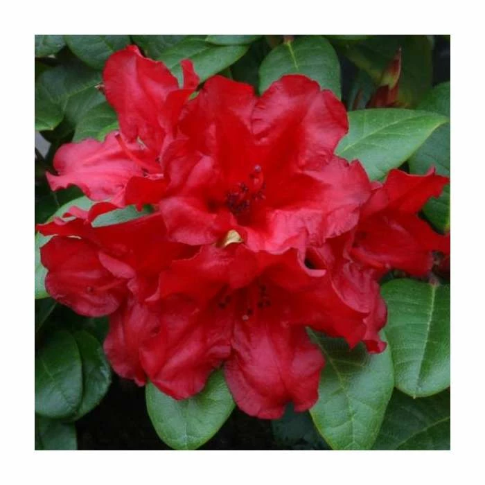 1ft Dwarf Rhododendron 'Scarlet Wonder' | 3L Pot