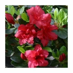 1ft Evergreen Azalea 'Florida' |3L Pot | Azelea japonica