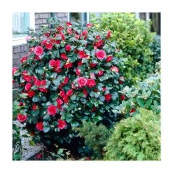 40cm Camellia Blood of China | 2 Litre Pot