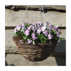 Viola 'Lavender Petite' | 30cm Rattan Hanging Basket