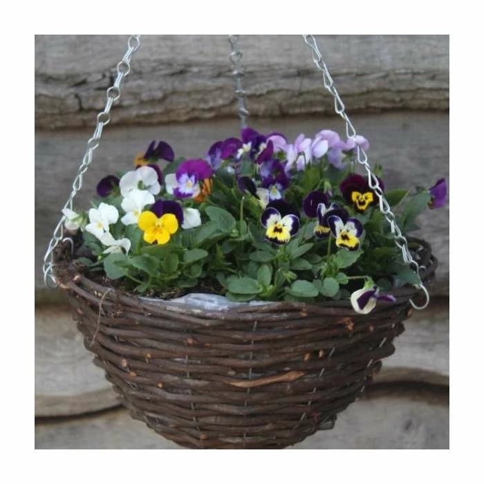 Viola 'Petite Mixed' | 30cm Rattan Hanging Basket