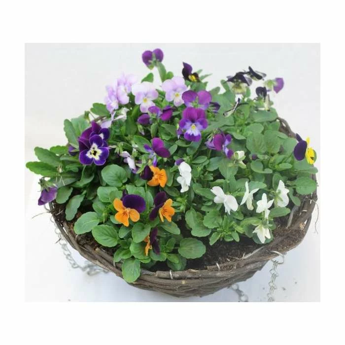Viola 'Petite Mixed' | 30cm Rattan Hanging Basket - Image 2