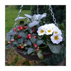 30cm Pre-Planted Christmas Hanging Basket | Viola, Primula, Cineraria and Gaultheria Plants