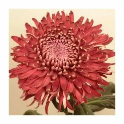 Chrysanthemum 'Regal Mist Red' | Main Season Outdoor Bloom | 5 x Plug Plant