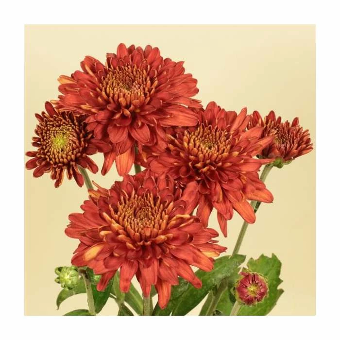 Chrysanthemum 'Lilian Hoek Red' | Early Season Outdoor Spray | 5 x Plug Plant