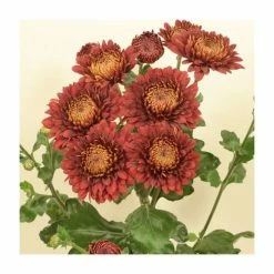 Chrysanthemum 'Payton Blaze Red' | Main Season Outdoor Spray | 5 x Plug Plant