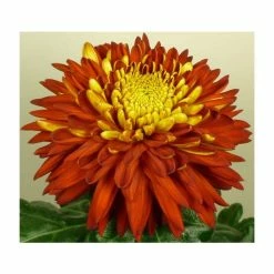 Chrysanthemum 'Bagley Tang Red' | Indoor Bloom | 5 x Plug Plant