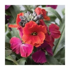 Erysimum hybridium 'Red Jep' | 10.5cm Pot
