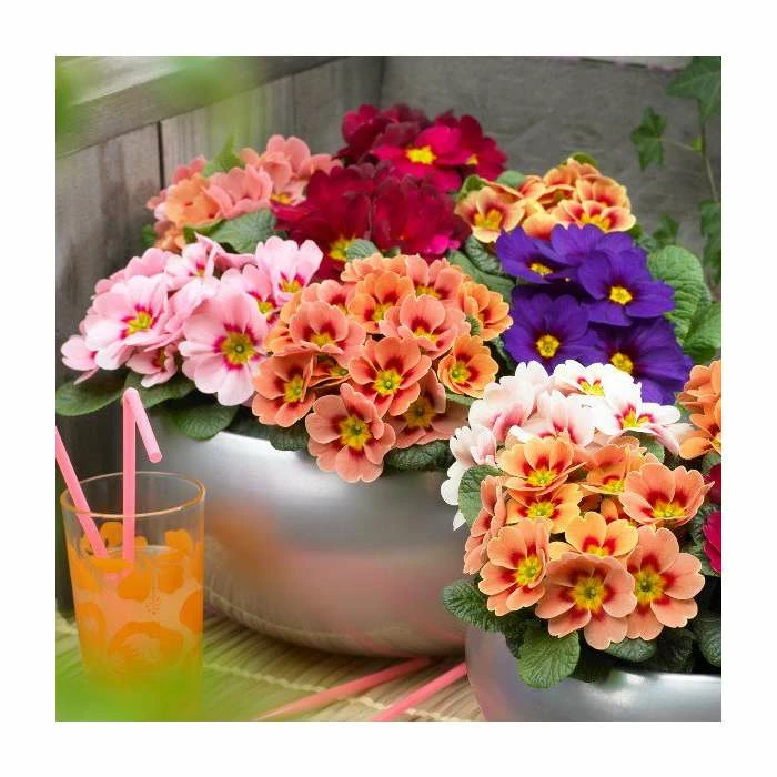 Primula vulgaris 'Sphinx F1 Collection' | 3 x 10.5cm Pots