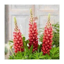 35cm Lupin 'Bishops Tipple' | 2L Pot | West Country