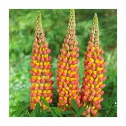 35cm Lupin 'Gladiator' | 3L Pot | West Country