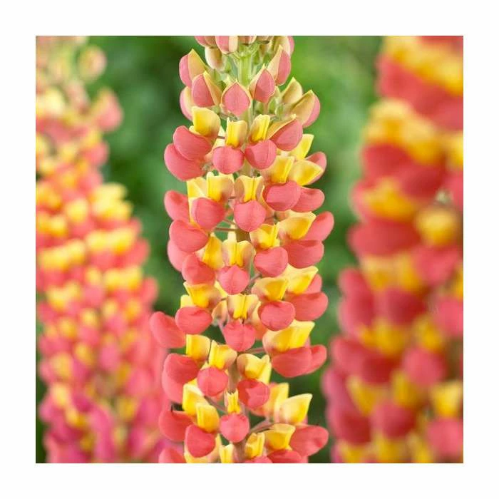 35cm Lupin 'Gladiator' | 3L Pot | West Country - Image 2