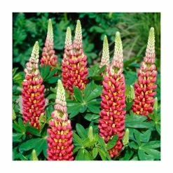 35cm Lupin 'Tequila Flame' | 2L Pot | West Country