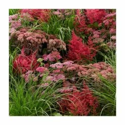Achillea millefolium 'Summer Pastels' | 2L Pot