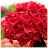 Red Indoor Hydrangea | Mop Head | 14cm Pot