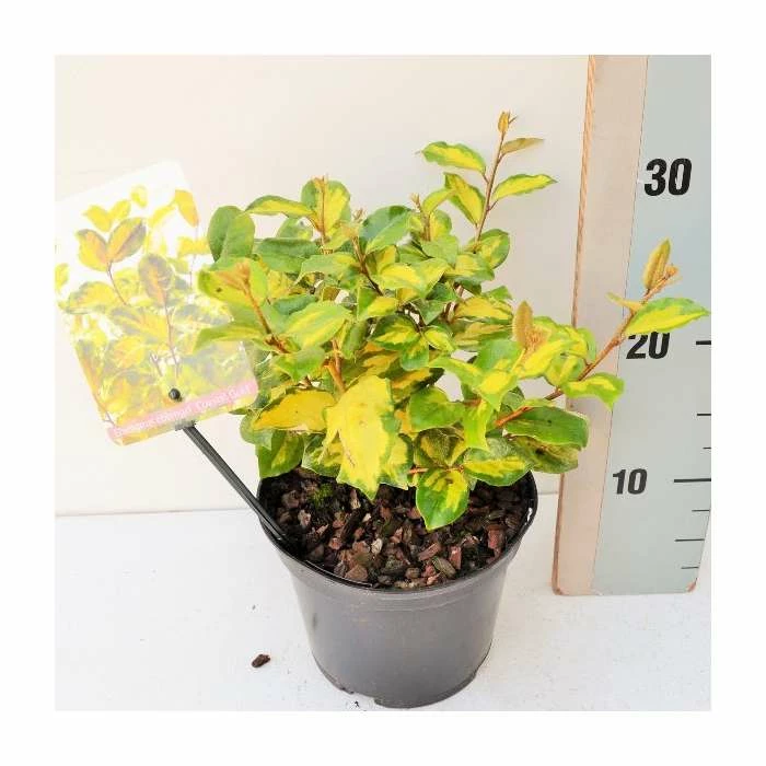 20-25cm Elaeagnus ebbengei 'Coastal Gold' | 17cm Pot - Image 3